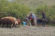 پوشش حداکثری واکسیناسیون دام سبک شهرستان فریمان علیه بیماری تب برفکی در فاز دوم طرح ملی ایمن سازی جمعیت دامی 